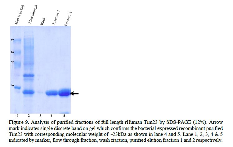 Application of pET28a Vector for the Over Expression of Recombinant Human Tim23 Protein in E. coli and its Validation by Immunoblotting 10 figures