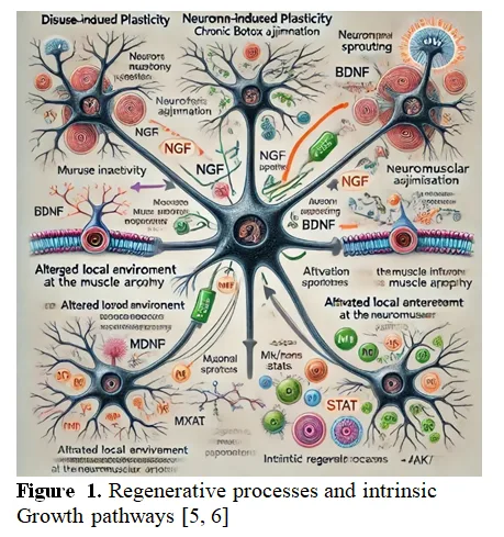 A Short Review on Long-Term Effects of Botox on Neuronal Sprouting: Mechanisms and Its Clinical Implications 2 figures