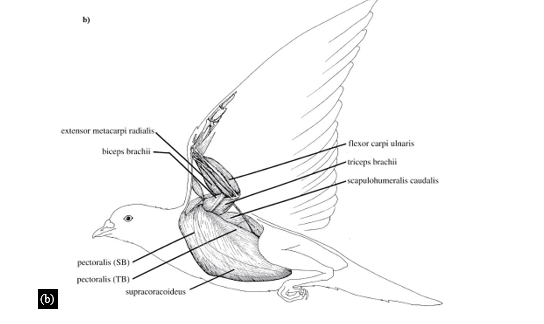Aerodynamic Analysis of Bio-inspired Wing with Adaptive Aspect Ratio 6 figures