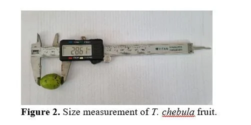 Investigating the Role of Moisture in the Physical Properties of Harra (Terminalia chebula) Fruit 3 figures