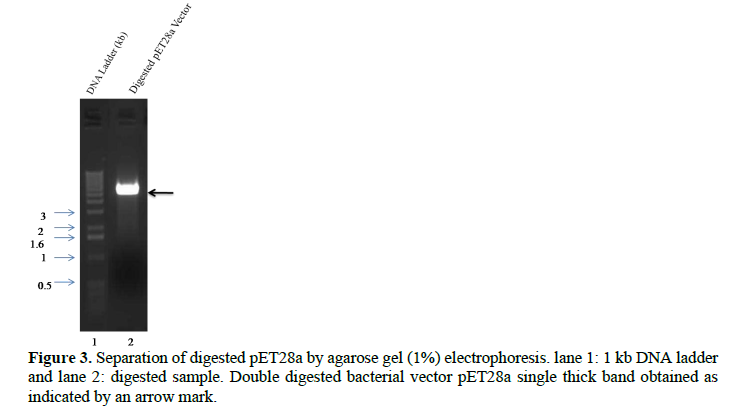 Application of pET28a Vector for the Over Expression of Recombinant Human Tim23 Protein in E. coli and its Validation by Immunoblotting 4 figures