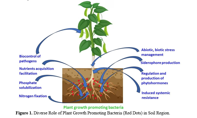 Plant Growth Promotion: Role of Nanoparticles and Soil Microorganisms 2 figures