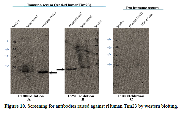 Application of pET28a Vector for the Over Expression of Recombinant Human Tim23 Protein in E. coli and its Validation by Immunoblotting 11 figures