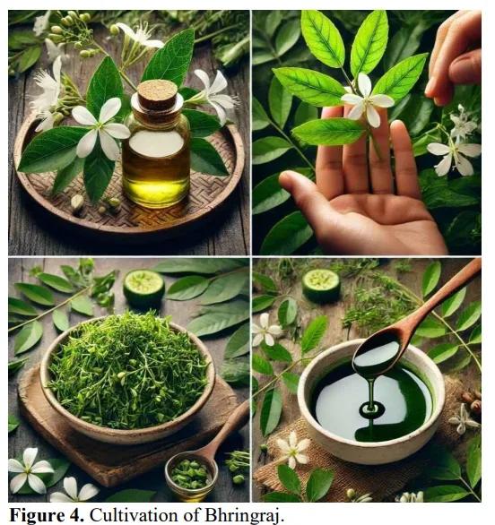 A Comprehensive Review of Antioxidant Activity of Bhringraj (Eclipta alba) : An Indian Ancient Herb 5 figures