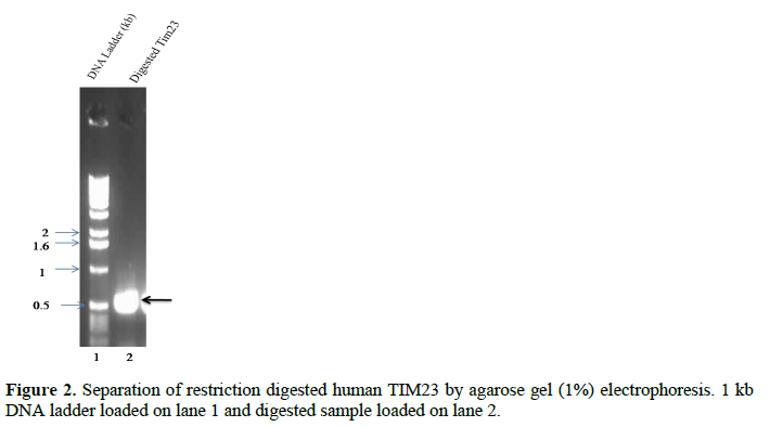 Application of pET28a Vector for the Over Expression of Recombinant Human Tim23 Protein in E. coli and its Validation by Immunoblotting 3 figures