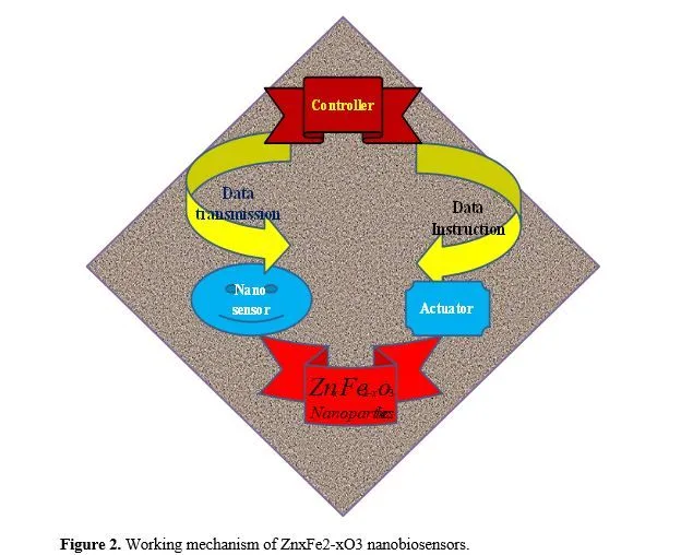 Magnetic ZnxFe2–xO3 Nanoparticles Enhanced Nanobiosensor Integrated with MOSFETs for Efficient Detections of Biomolecules and Cancerous Cells 3 figures