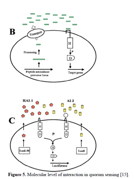 Whispers of the Microbial World: Unveiling Bacterial Dialogues through Quorum Sensing 6 figures