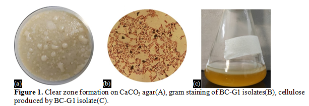 Characterization of Cellulose Producing Bacterial Isolates from Rotten Fruits 2 figures