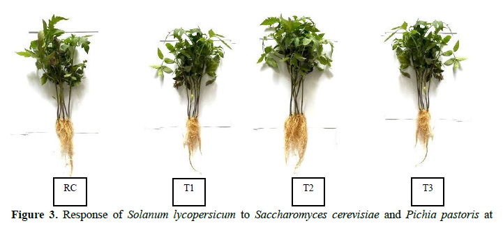 Saccharomyces Cerevisiae and Pichia Pastoris Optimize NH4NO3 by 50 % in Solanum Lycopersicum Preventing N2O Release. 4 figures