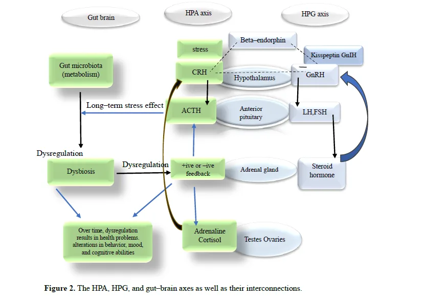 Role of Neuropeptides in the Treatment of Major Depression Disorder: The Recent Updates 3 figures