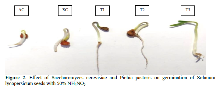 Saccharomyces Cerevisiae and Pichia Pastoris Optimize NH4NO3 by 50 % in Solanum Lycopersicum Preventing N2O Release. 3 figures