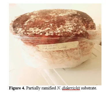 Comparative Study on the Growth and Yield of Ganoderma lucidium Mushroom Cultivated on African Peach (Nauclea diderrichii) and Bush Mango (Endospermum medullosum) Sawdust as Substrates 5 figures