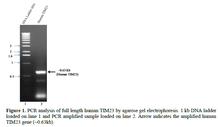 Application of pET28a Vector for the Over Expression of Recombinant Human Tim23 Protein in E. coli and its Validation by Immunoblotting 2 figures