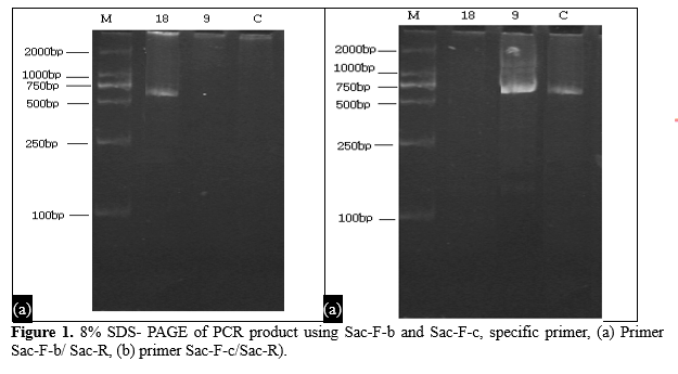 Isolation, Purification and Characterization of Antimicrobial peptide produced by Saccharomyces boulardii №6569 2 figures