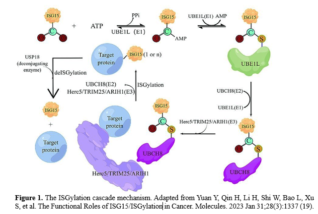 ISGylation: A Key Host Cellular Defense Mechanism 2 figures