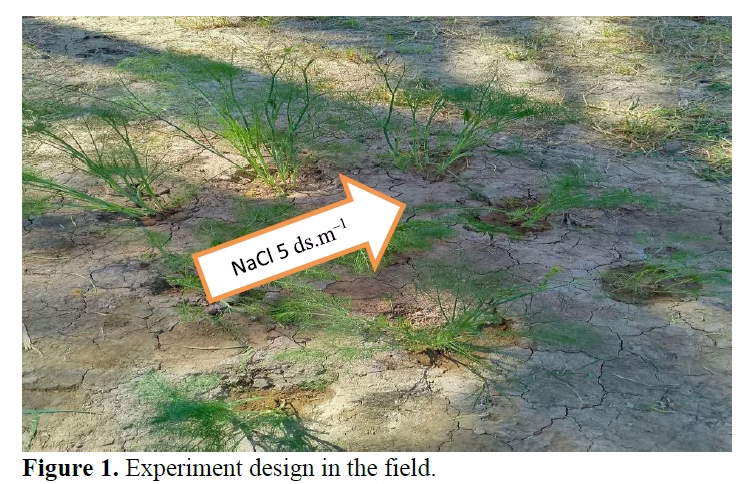 Effect of Salinity and Spraying of Spirulina sp. Extract on some Morphological and Physiological Characteristics of Anise (Pimpinella anisum L.) 2 figures