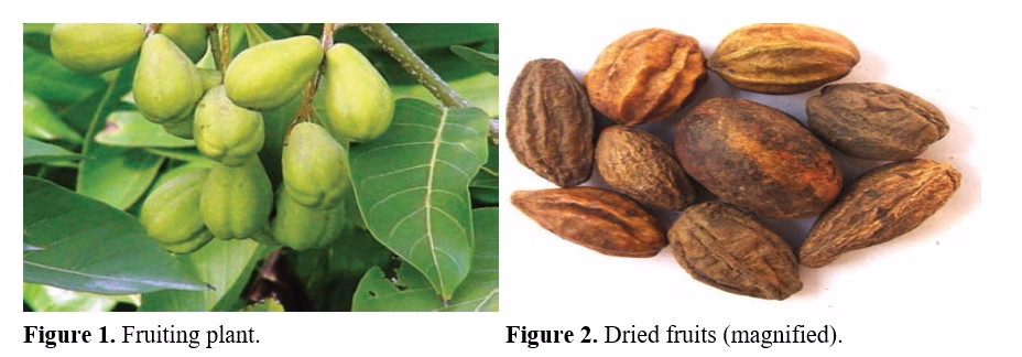 Post Halela Zard (Terminalia chebula Retz.): A Review on Medicinal Utility from the Perspective of Unani Medicine 2 figures