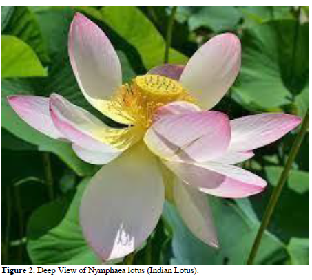 Nymphaea lotus (Indian Lotus) Analysis with Genetic Algorithm 3 figures