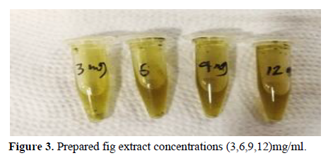 The Efficacy of Fig Extract on Some Candida spp. 4 figures