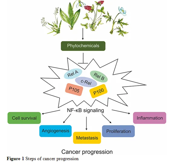 Botanical Blockade: Phytochemical Targeting Of Nf-Κb in Cancer Therapy 2 figures