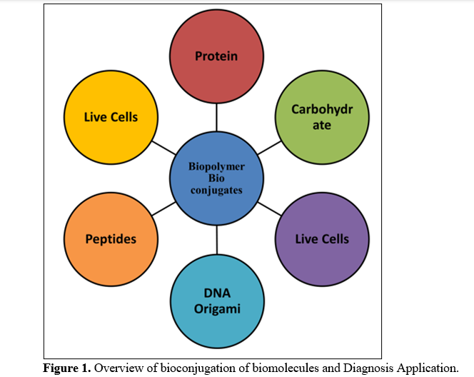 Bioconjugates and Biohybrid Polymers: Intricate Cellular Integration Methods and Sophisticated Biofunctionalization Techniques for Tailored Properties in Medical Contexts 2 figures