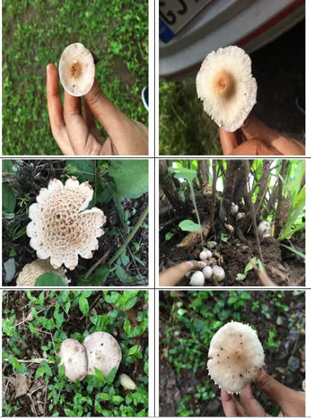 Diversity of Agaricaceae (Basidiomycota: Agaricales) in Dharampur and Kaprada Taluka, Valsad District: A Taxonomic Study 3 figures