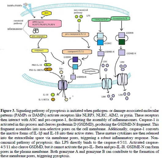Understanding Programmed Cell Death 4 figures