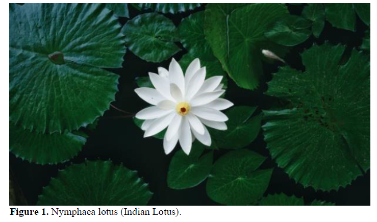 Nymphaea lotus (Indian Lotus) Analysis with Genetic Algorithm 2 figures