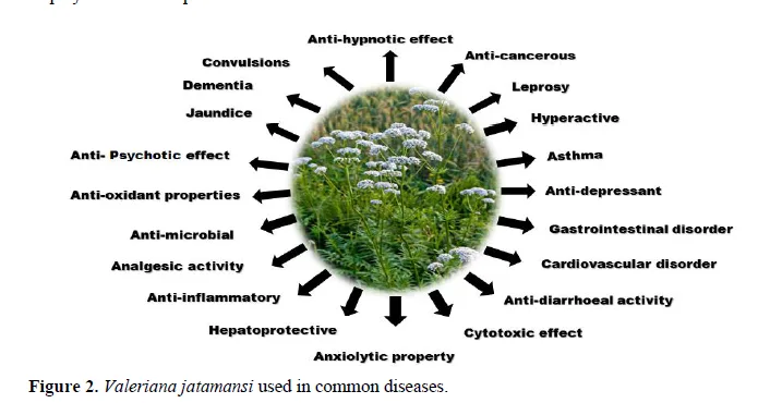 Valeriana Jatamansi in Ailment of Various Diseases: A Review 3 figures