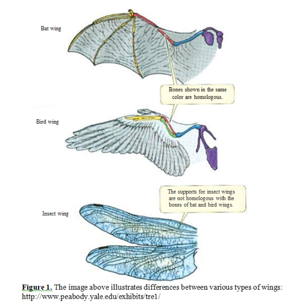 A Comprehensive Review on Impact of Natural Selection Leading to Convergence 2 figures