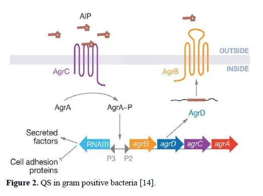 Whispers of the Microbial World: Unveiling Bacterial Dialogues through Quorum Sensing 3 figures