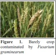 Green Synthesis of Silver Nanoparticles: Antifungal Efficacy Against Aspergillus niger and Agricultural Benefits 2 figures