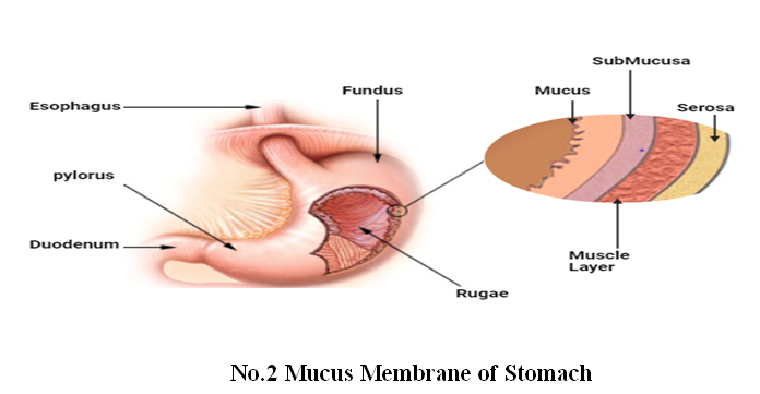 Enhancing Peptic Ulcer Therapy: Innovations in Mucoadhesive Drug Delivery 3 figures