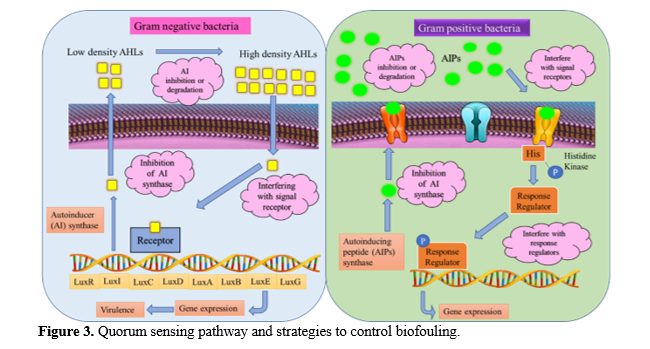 Inhibition of Quorum Sensing to Mitigate the Risks of Membrane Biofouling in Biological Wastewater Treatment 4 figures