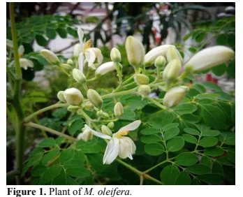 Comparative Analysis of Bioactive Phytochemical Profiles of Moringa Oleifera and Aegle Marmelos Grown in Bundelkhand 2 figures
