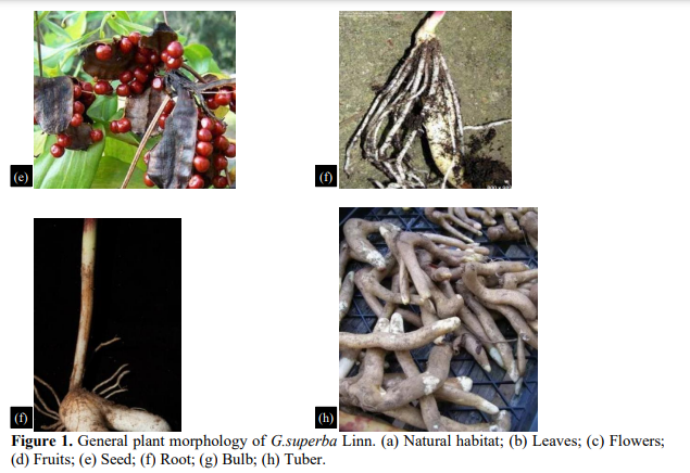 A Review on Ethnomedicinal Claims of Gloriosa Superba Linn. (Langali). 3 figures