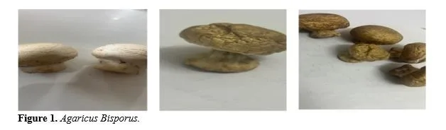 Edible Mushrooms: Management of Diabetes Mellitus and Phytochemical Screening of Agaricus Bisporus 2 figures