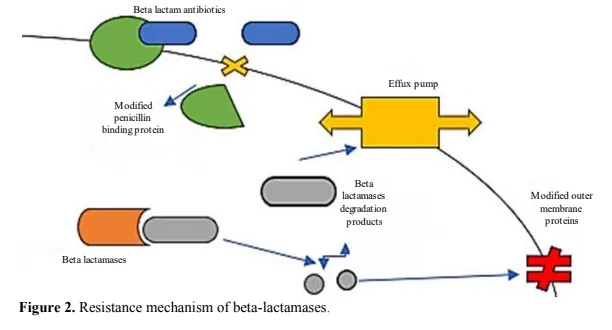 Impact of Therapeutics on Carbapenem-Resistant <em>Acinetobacter baumannii</em> 3 figures