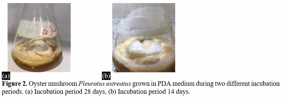Effect of Different Incubation Times on the Effectiveness of Oyster Mushrooms Towards the Growth of Some Fungal Isolates 3 figures
