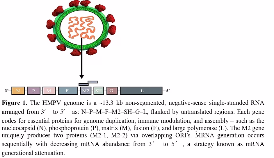 Unlocking Novel Drug Targets and Therapeutic Advancements Against RNA Viruses: Insights from HMPV and SARS-CoV-2 2 figures