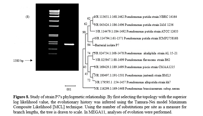 Investigations Into the Potential for Anthracene Decomposition of Novel Soil Bacterium, Pseudomonas putida P7 12 figures