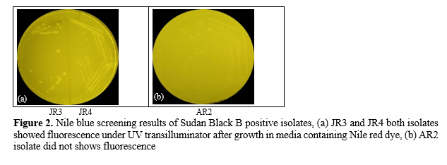 Screening and Isolation of Bacterial Isolates for Polyhydroxyalkanoates Production from Oil-Contaminated sites 3 figures