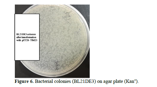 Application of pET28a Vector for the Over Expression of Recombinant Human Tim23 Protein in E. coli and its Validation by Immunoblotting 7 figures