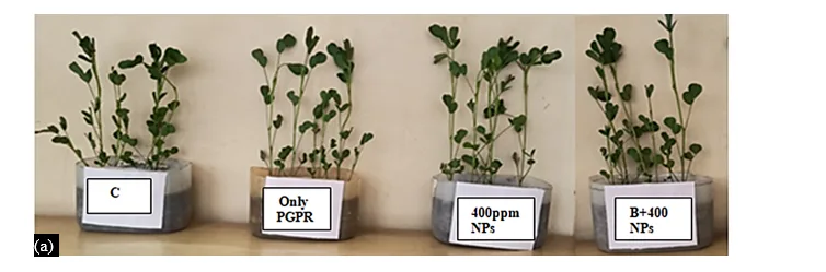 Stimulation of Plant Growth Promoting Rhizobacteria with ZnO Nanoparticles to Improve Growth and Development of Groundnut Plants (Arachis Hypogaea L.) 8 figures