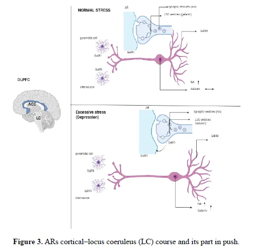 Role of Neuropeptides in the Treatment of Major Depression Disorder: The Recent Updates 4 figures