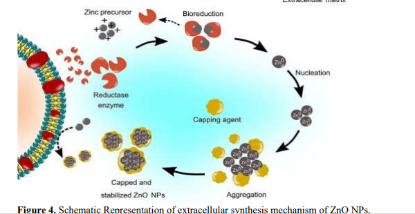 Zinc Oxide Nanoparticles from Murayya koenigii: Antibacterial Potential Review 5 figures