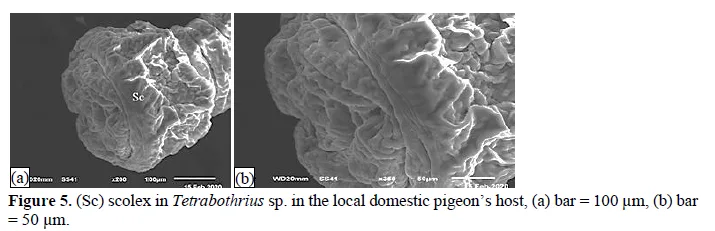 Description of the Tapeworm Tetrabothrius rudolphi, 1819 (Fam: Tetrabothriidae) in Domestic Chickens Gallus gallus domsticus 6 figures
