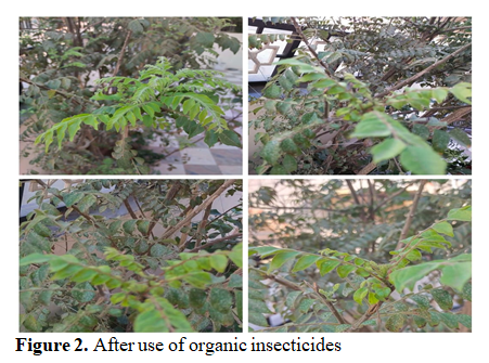 Method of Making Organic Insecticides, Hair Color and Lip Lotion by Utilizing Natural Constituents 3 figures