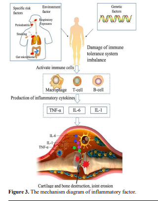 DMARDs, Biologic Agents and Novel Experimental Strategies in The Treatment of Rheumatoid Arthritis 4 figures