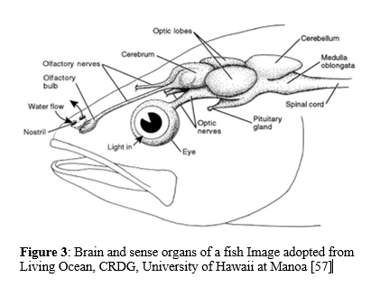 A comprehensive Review on the Impact of Aquatic Pollution on Fish 4 figures